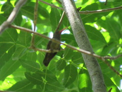 Hylocharis chrysura