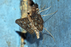 Nausinoe geometralis