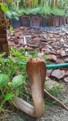 Naja sputatrix