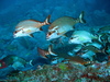 Trumpeters - Photo (c) Richard Ling, some rights reserved (CC BY-NC-ND)