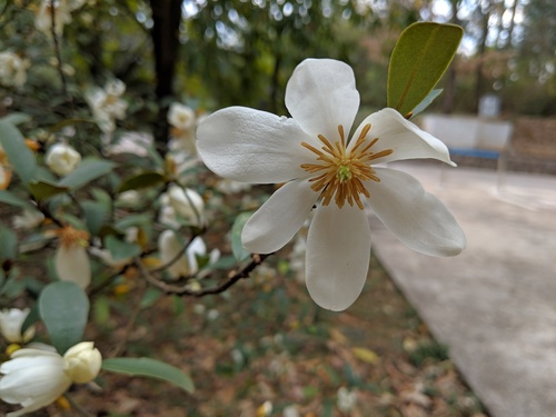 Small-leaf Chinese magnolia (Magnolia laevifolia)