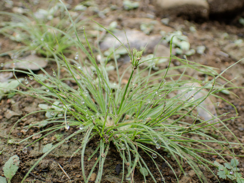 Fimbristylis diphylloides iNat (2)