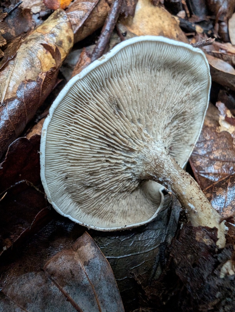 Lulesia popinalis