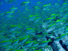 Schuettea scalaripinnis