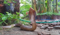 Naja sputatrix