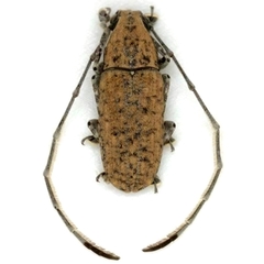 Phoenicobiella schwarzii