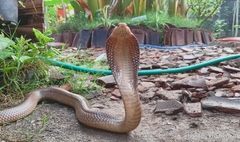 Naja sputatrix
