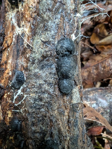 Annulohypoxylon truncatum