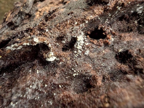 Henningsomyces candidus