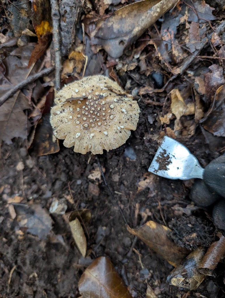 Amanita sychnopyramis · October 2025 · photo: © atsushi_nakajima_cirque (iNaturalist, cc-by)