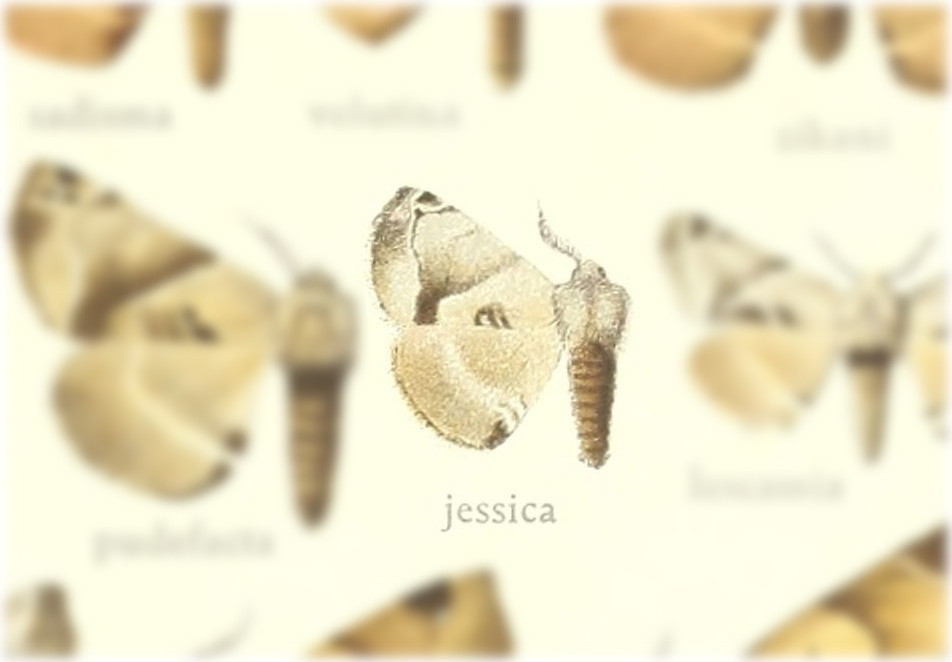Apatelodes jessica