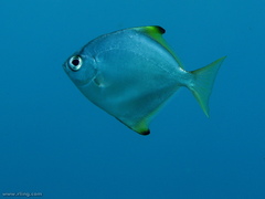 Monodactylus argenteus