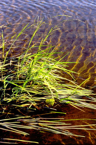 Image of Boreal Manna Grass (Glyceria borealis) by no rights reserved