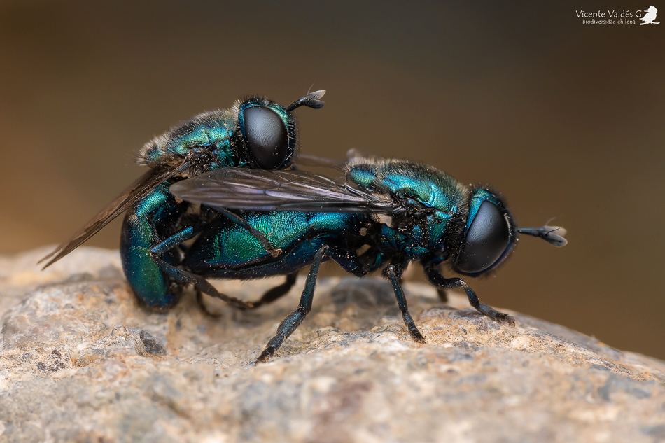 Hover Flies
