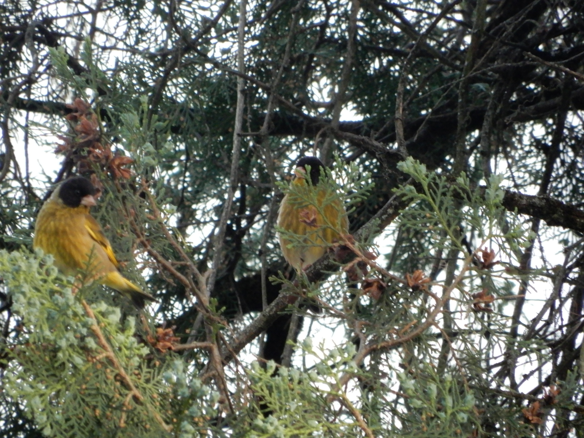 Black-headed Greenfinch