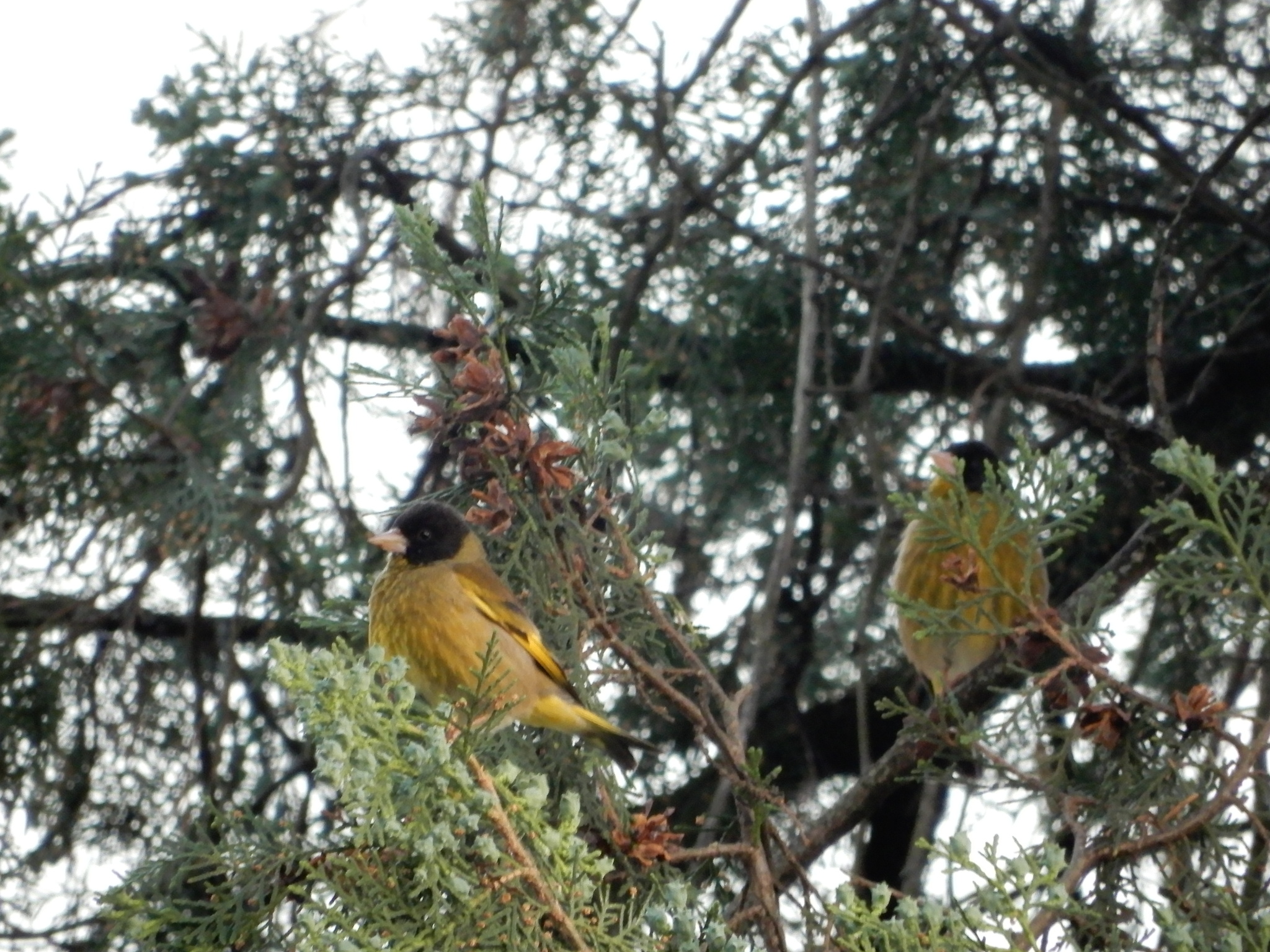 Black-headed Greenfinch