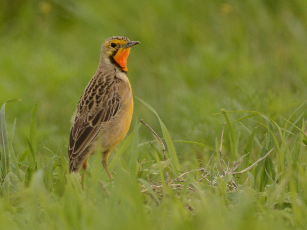 Orange-throated Longclaw photo