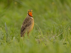 Macronyx capensis colletti