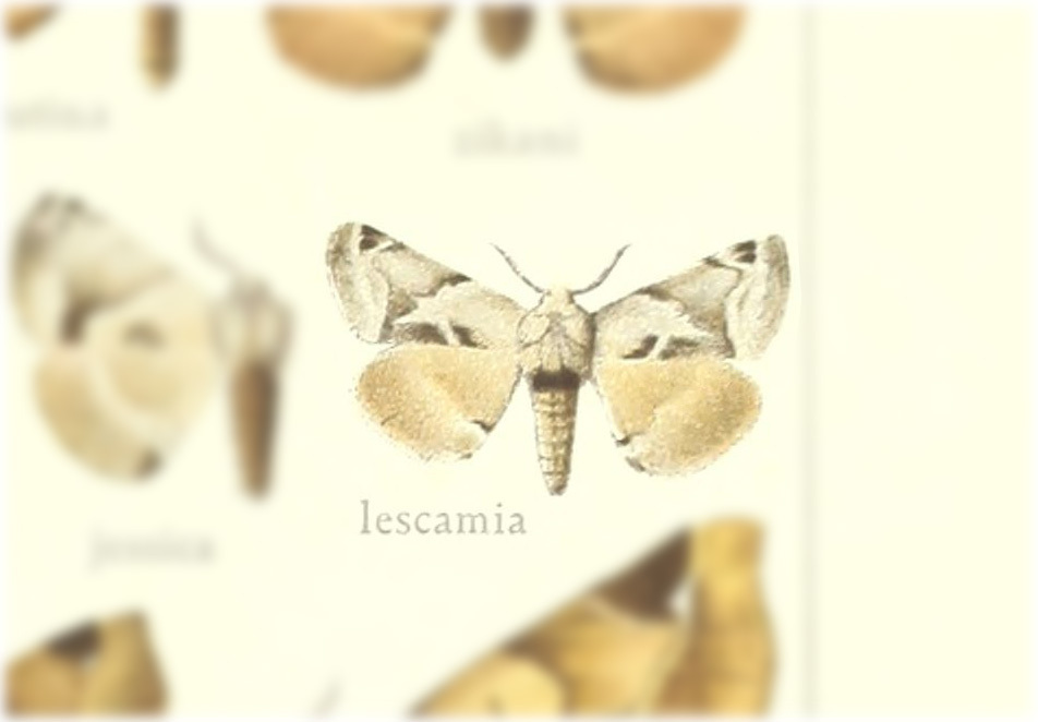 Apatelodes lescamia