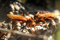 Polistes carnifex