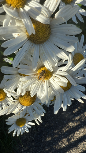 Unknown species found near Marginal Way Walk, Ogunquit, ME, US
