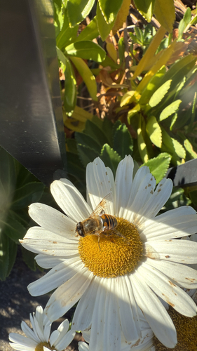 Unknown species found near Marginal Way Walk, Ogunquit, ME, US