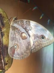 Opsiphanes tamarindi tamarindi