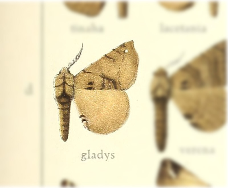 Apatelodes gladys
