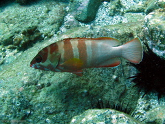 Epinephelus fasciatus