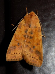 Xanthia gilvago