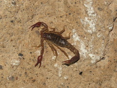 Thorellius cristimanus