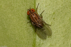 Diptera