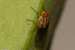 Diptera