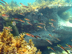 Trachinops taeniatus