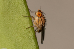 Diptera