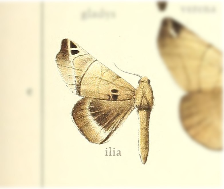 Cecile ilia