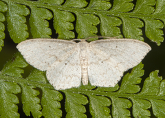 Scopula phyxelis
