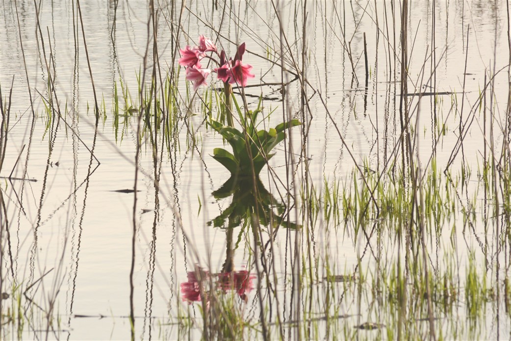 Lirios de Pantano (género Crinum) · NaturaLista Colombia