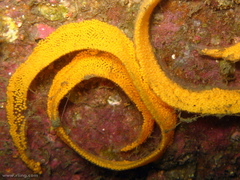 Aphelodoris varia