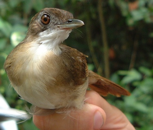 Puvel's Illadopsis