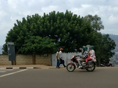 Ficus elastica
