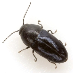 Trigonogya reticulaticollis