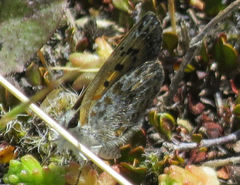 Lycaena boldenarum
