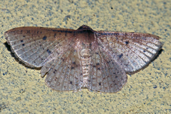 Thyrididae