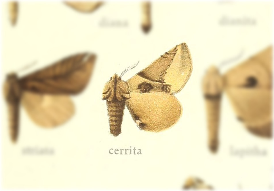 Apatelodes cerrita