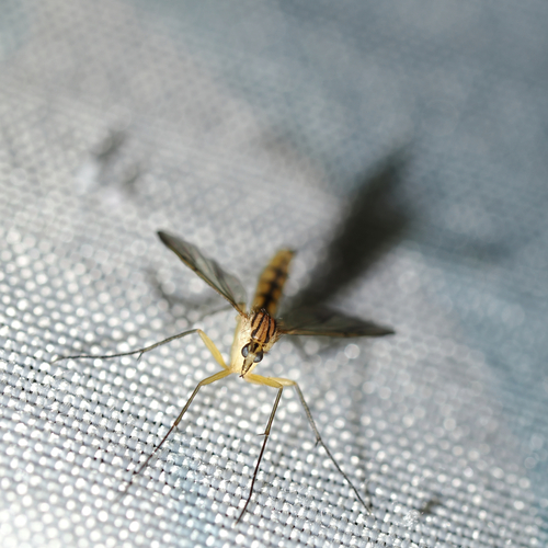 Unknown species found near Bolin Heights, Chapel Hill, NC 27514, USA