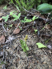 Botrychium neolunaria