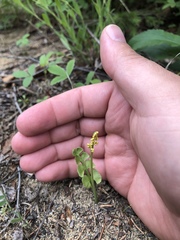 Botrychium neolunaria
