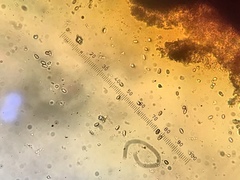 Hypoxylon perforatum