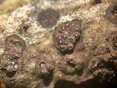 Hypoxylon perforatum